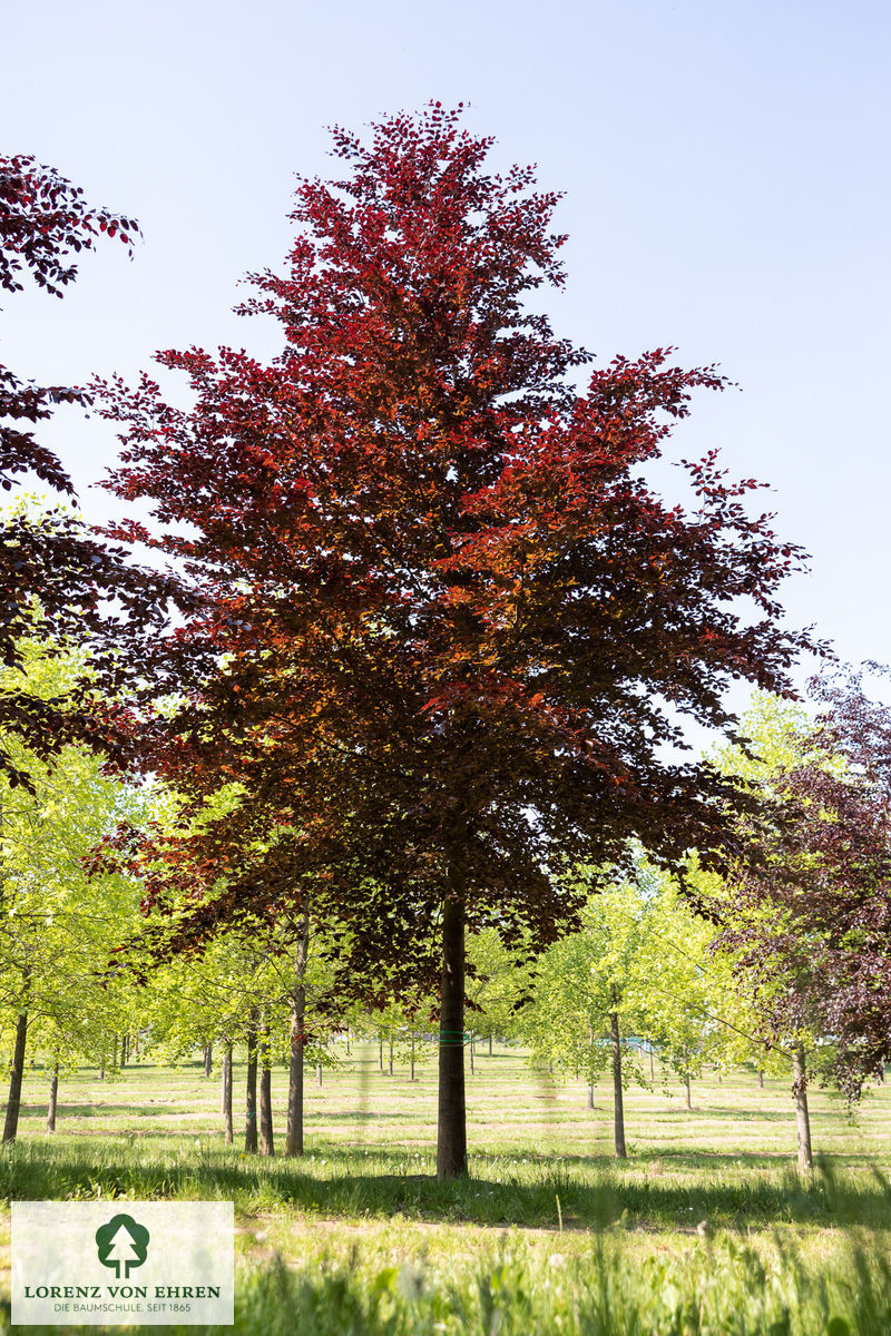 Fagus sylvatica purpurea