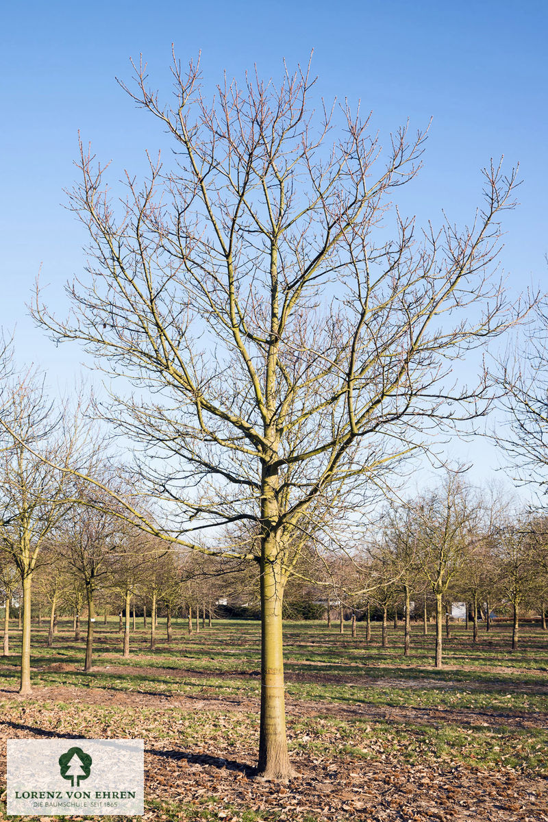 Castanea sativa