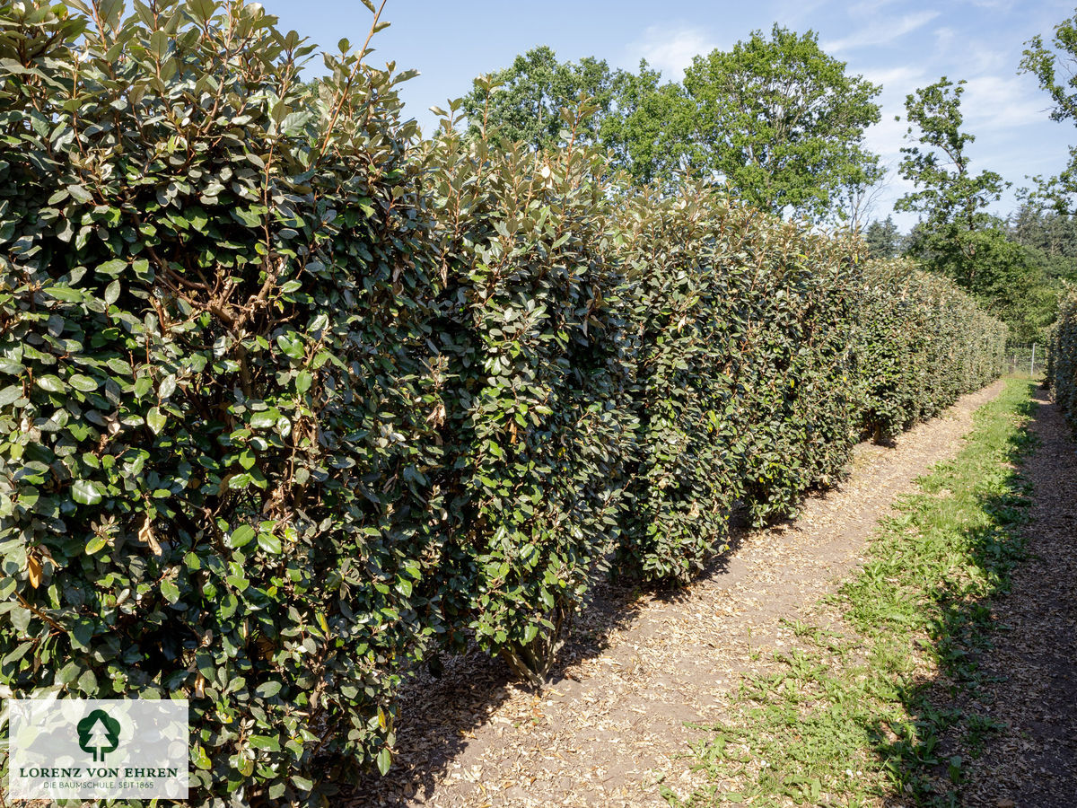 Elaeagnus ebbingei