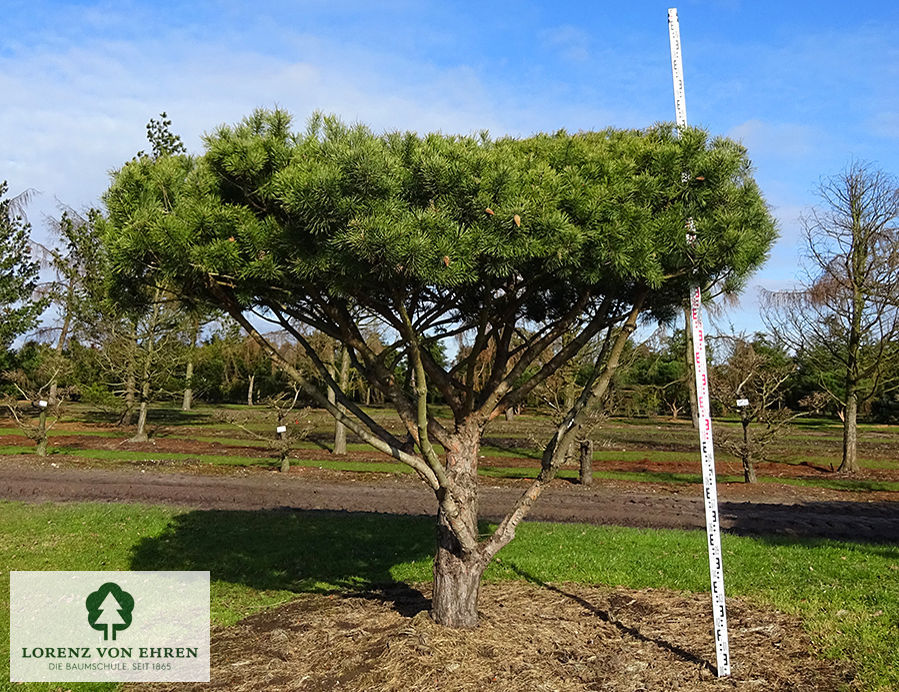 Pinus sylvestris 'Norske Typ'