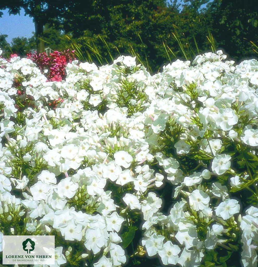 Phlox Paniculata-Hybriden 'Pax'