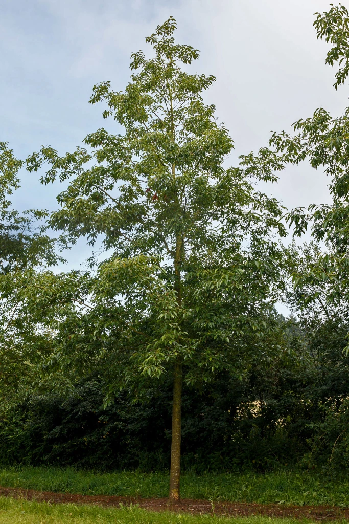 Alnus spaethii Einzelstück