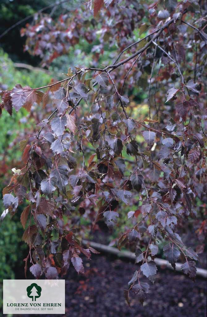 Betula pendula 'Purpurea'
