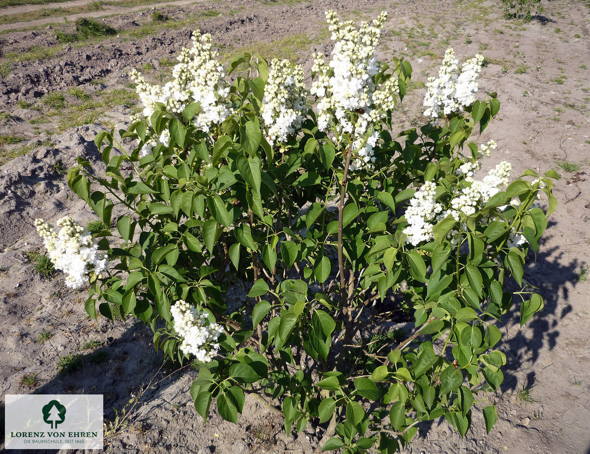 Syringa vulgaris 'Mme Lemoine'