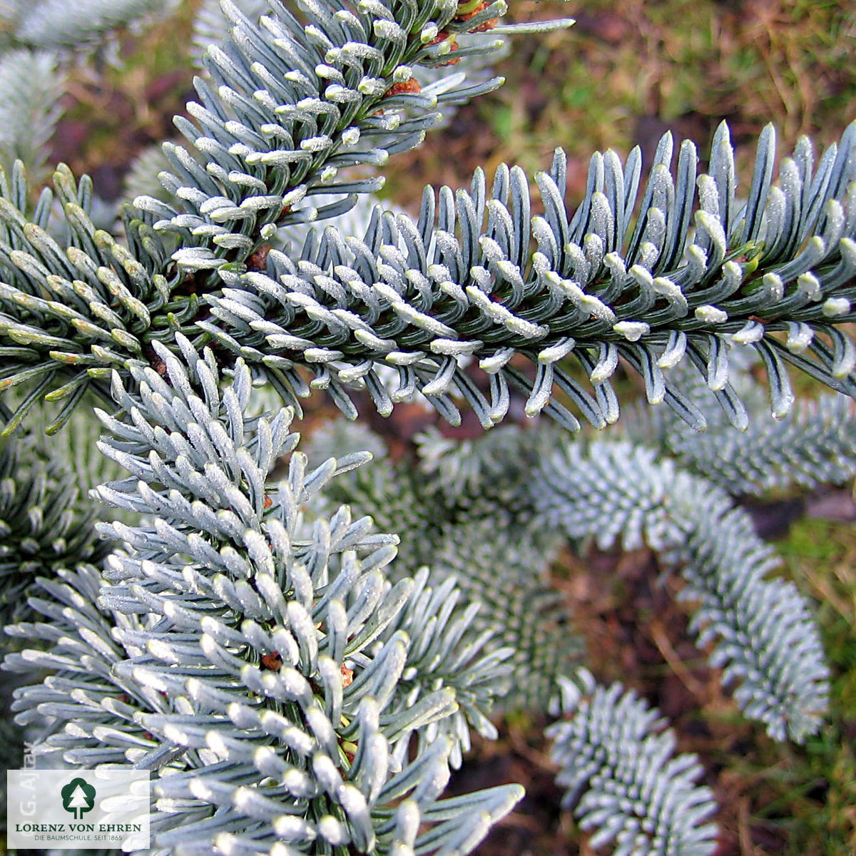 Abies procera 'Glauca'