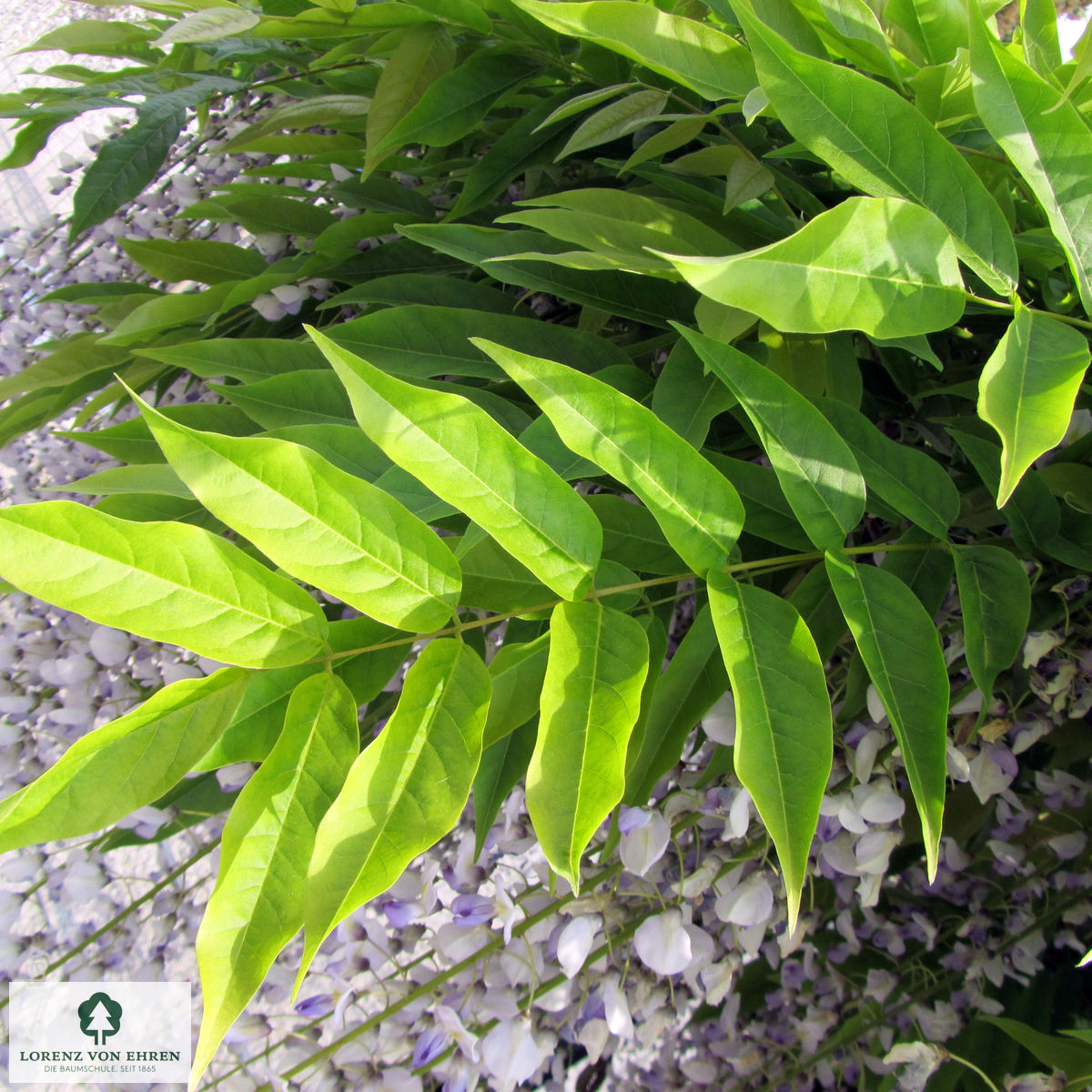 Wisteria floribunda 'Multijuga'
