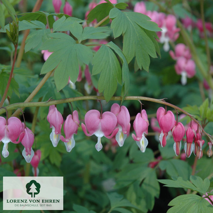 Dicentra spectabilis