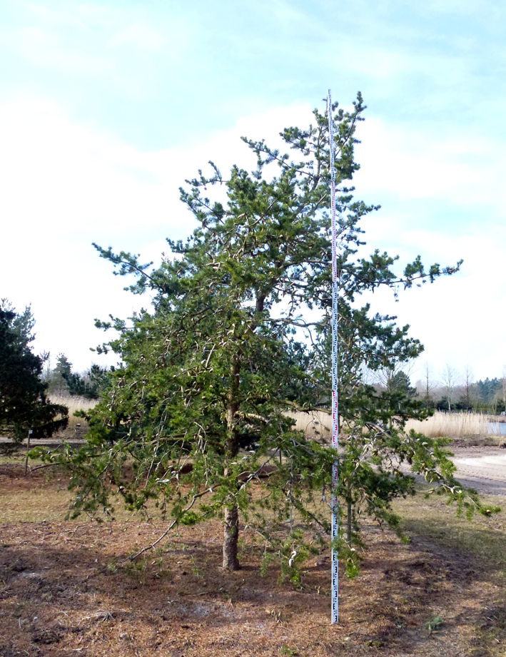 Pinus banksiana Unikat