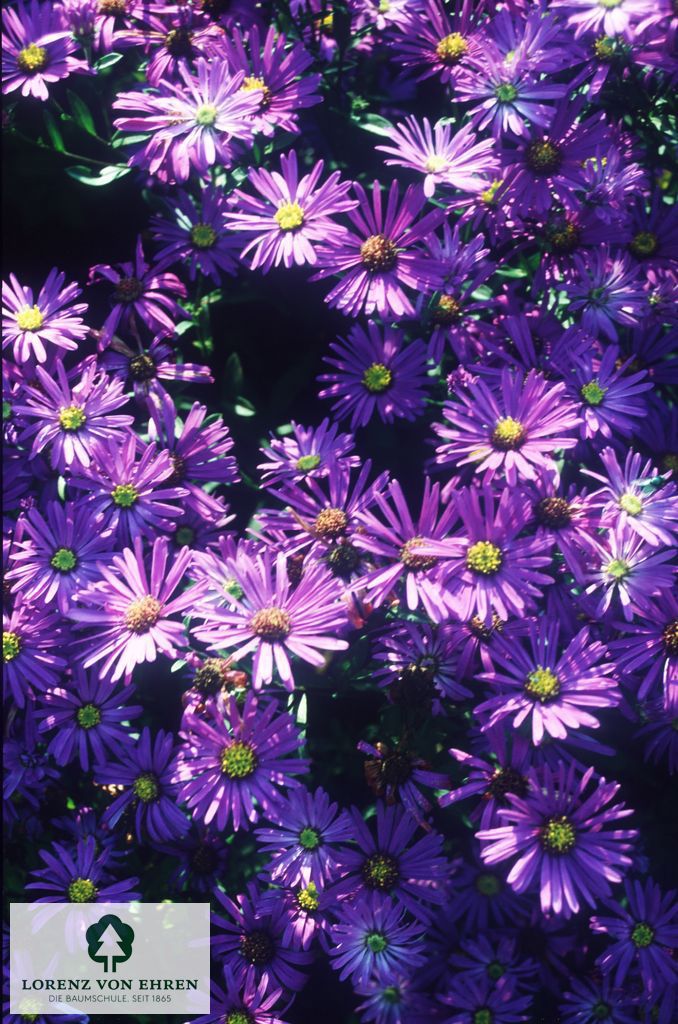 Aster amellus 'Breslau'