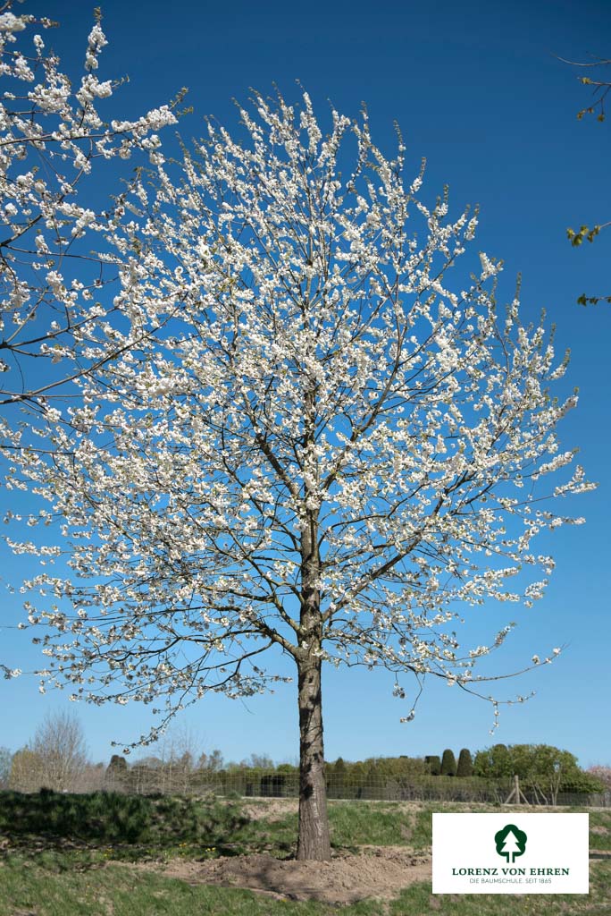 Prunus avium 'Plena' Unikat