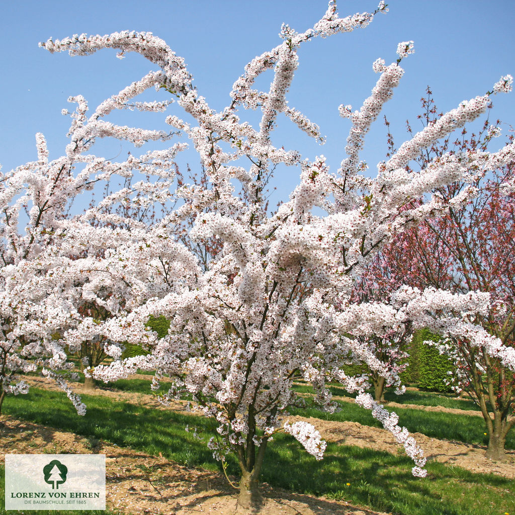 Prunus yedoensis