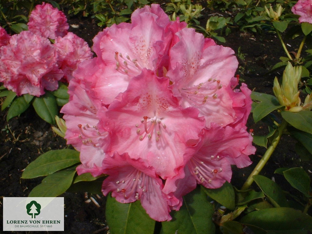 Rhododendron Hybride 'Germania'