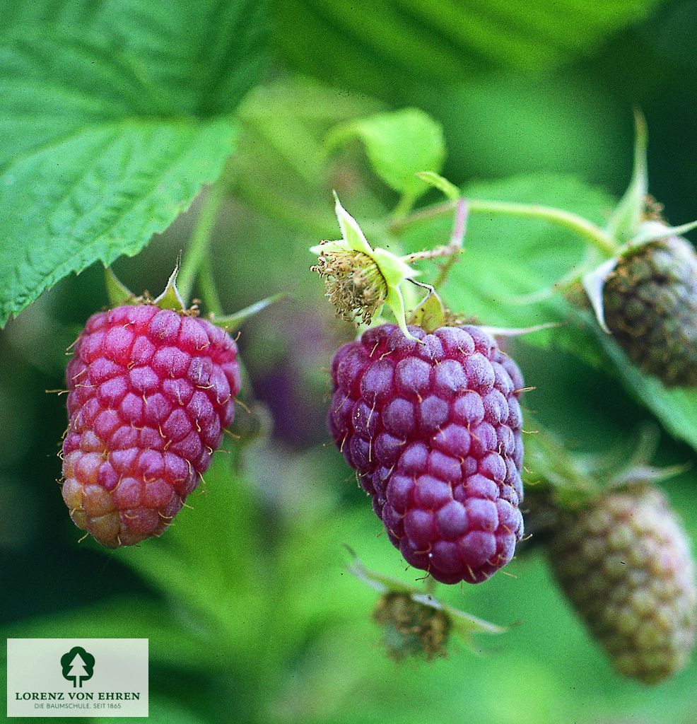 Rubus idaeus 'Schönemann'