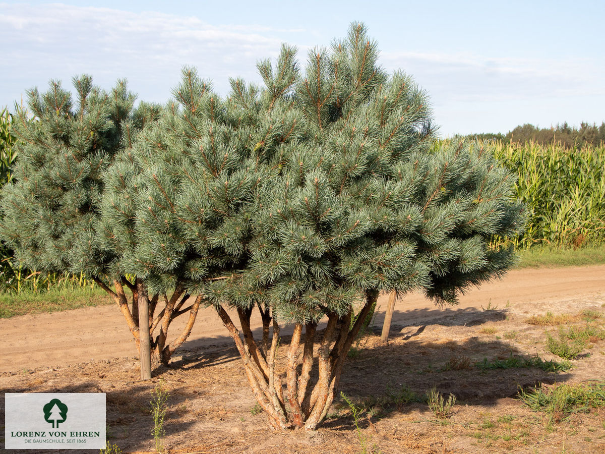 Pinus sylvestris 'Watereri'