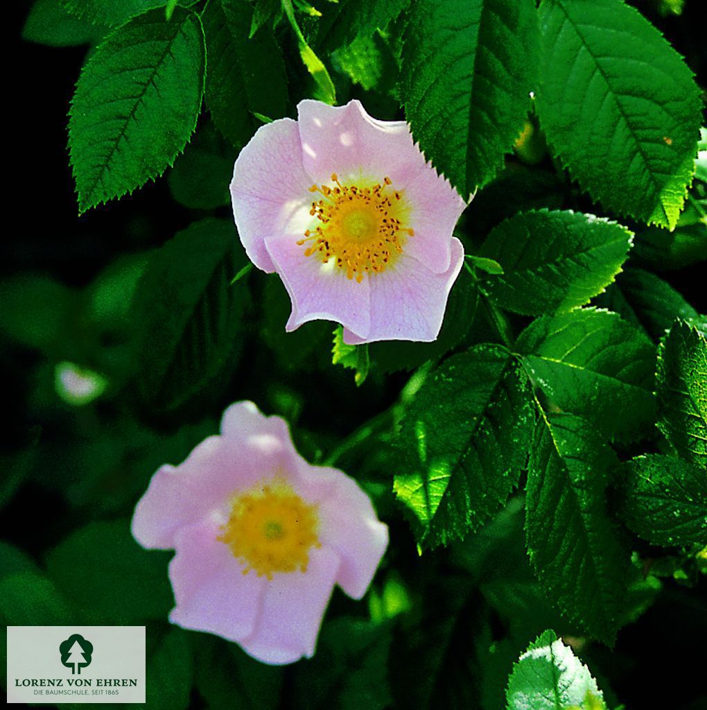 Rosa canina