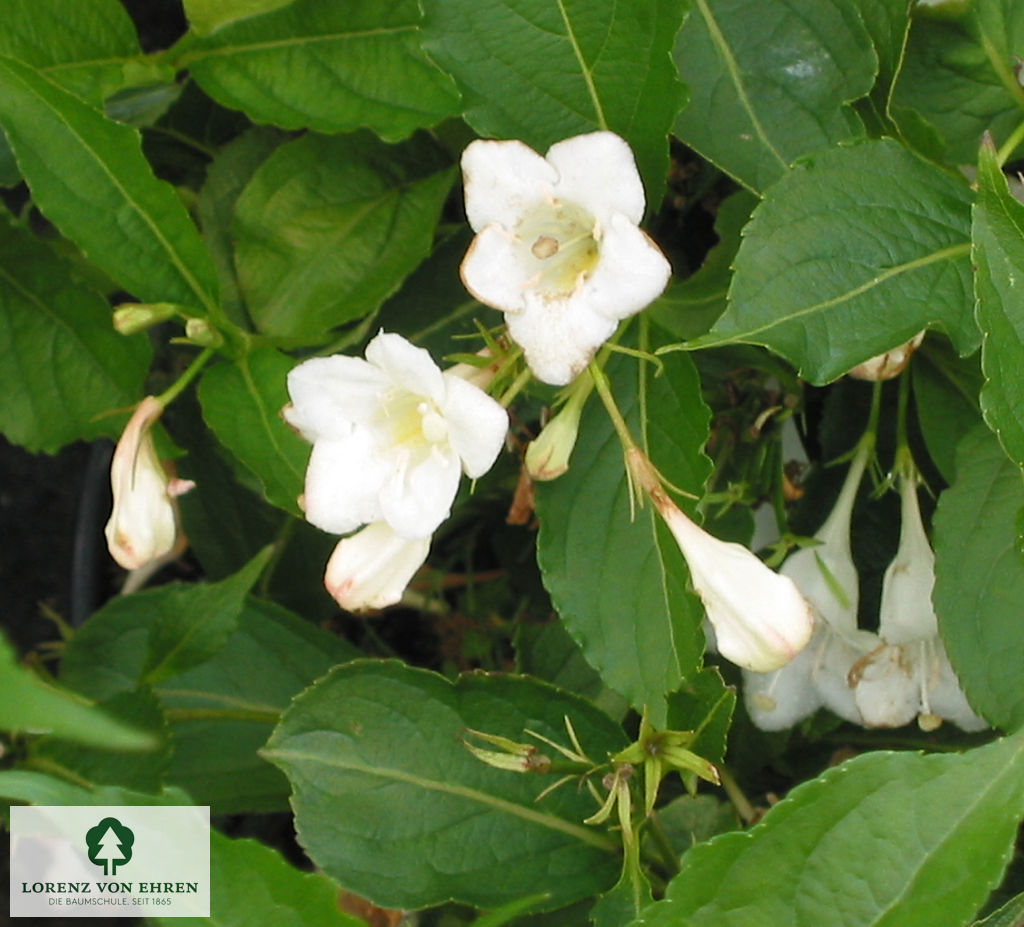 Weigela 'Snowflake'