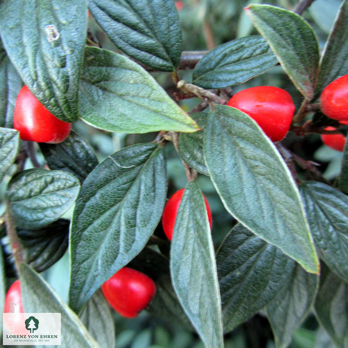 Cotoneaster franchetii