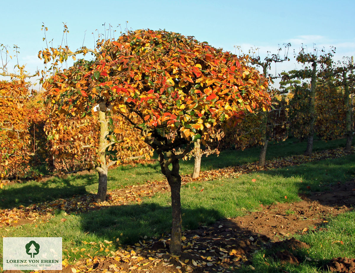 Viburnum burkwoodii