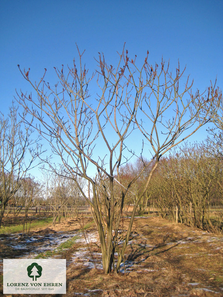 Rhus typhina