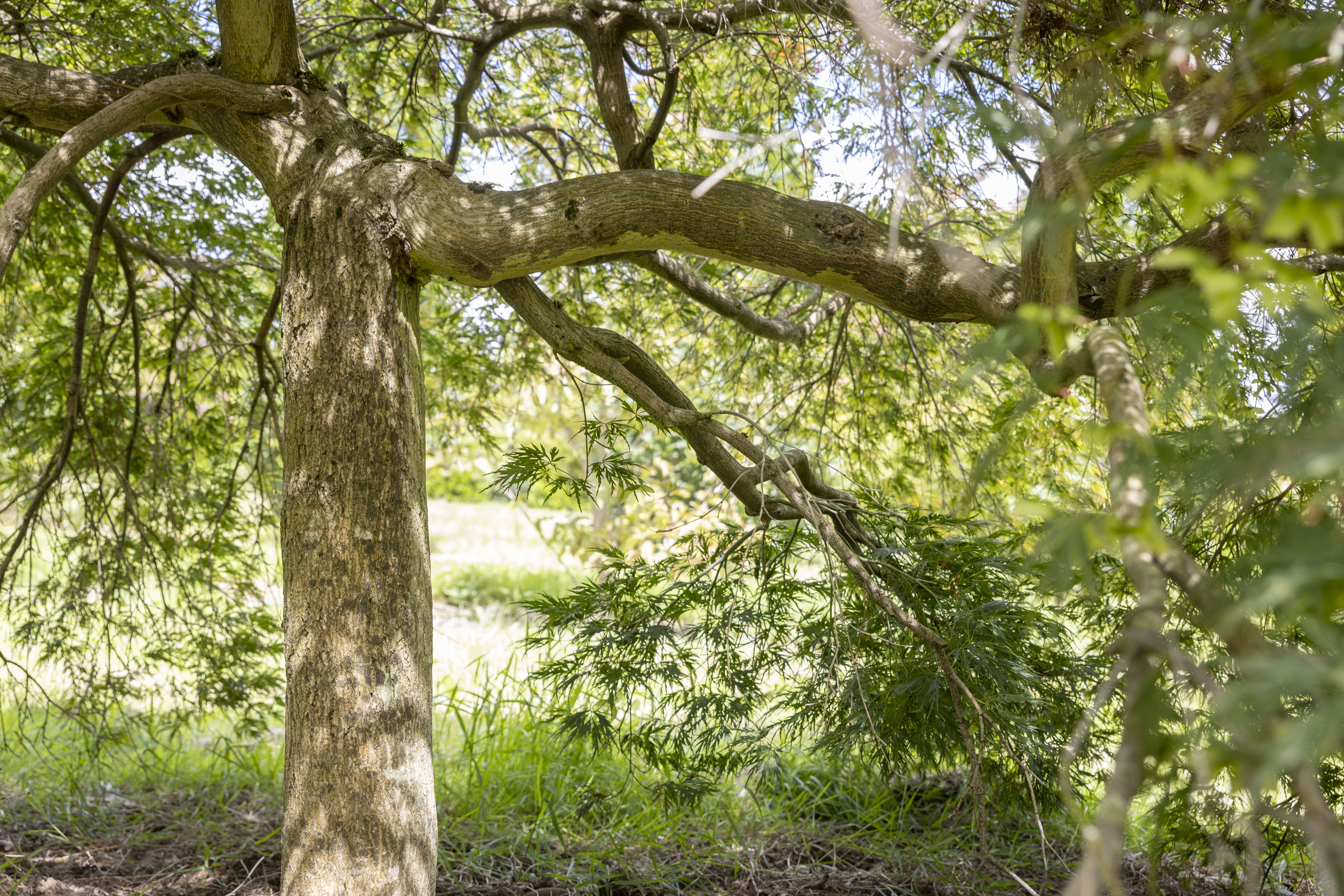 Acer palmatum 'Dissectum' Unikat