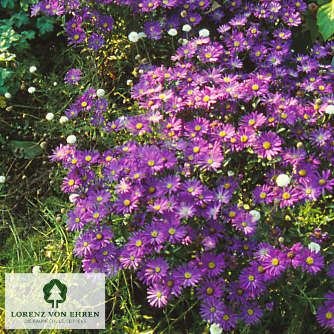 Aster amellus 'Sternkugel'