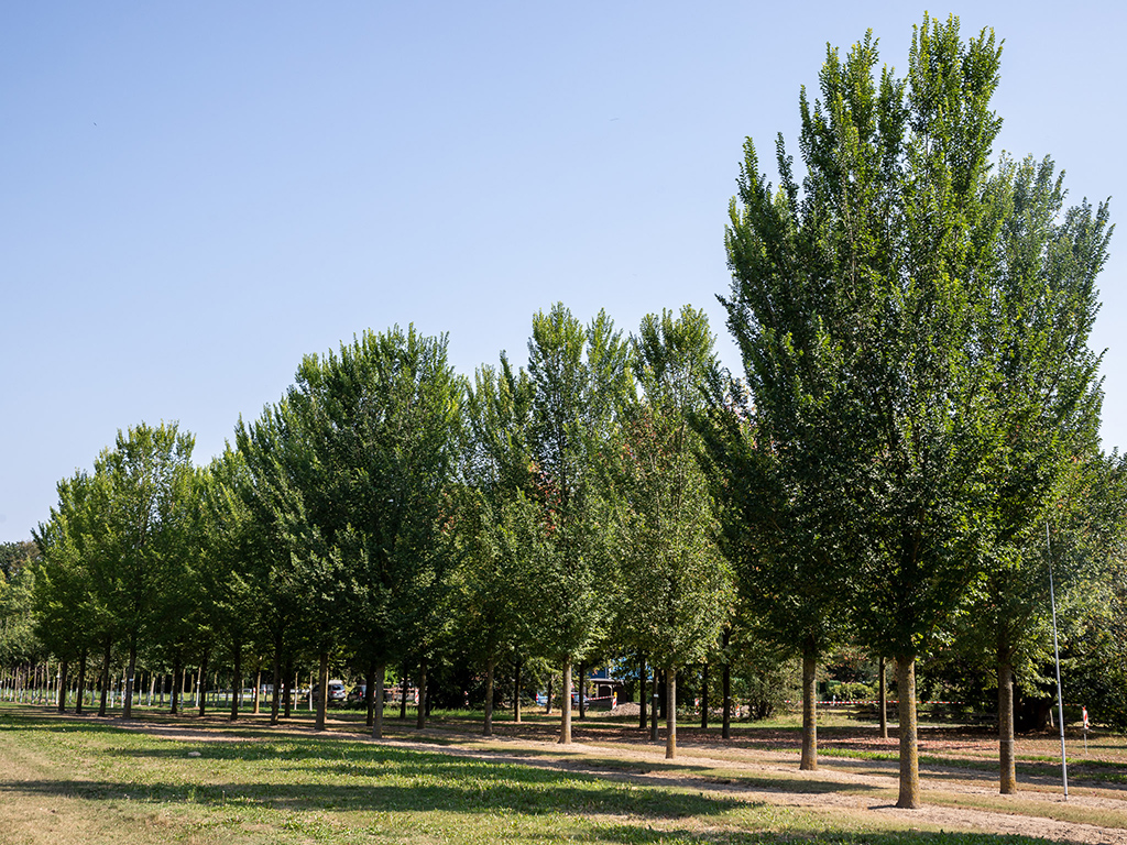 Ulmus hollandica Lobel Grosse dunkelgrüne Ulmen