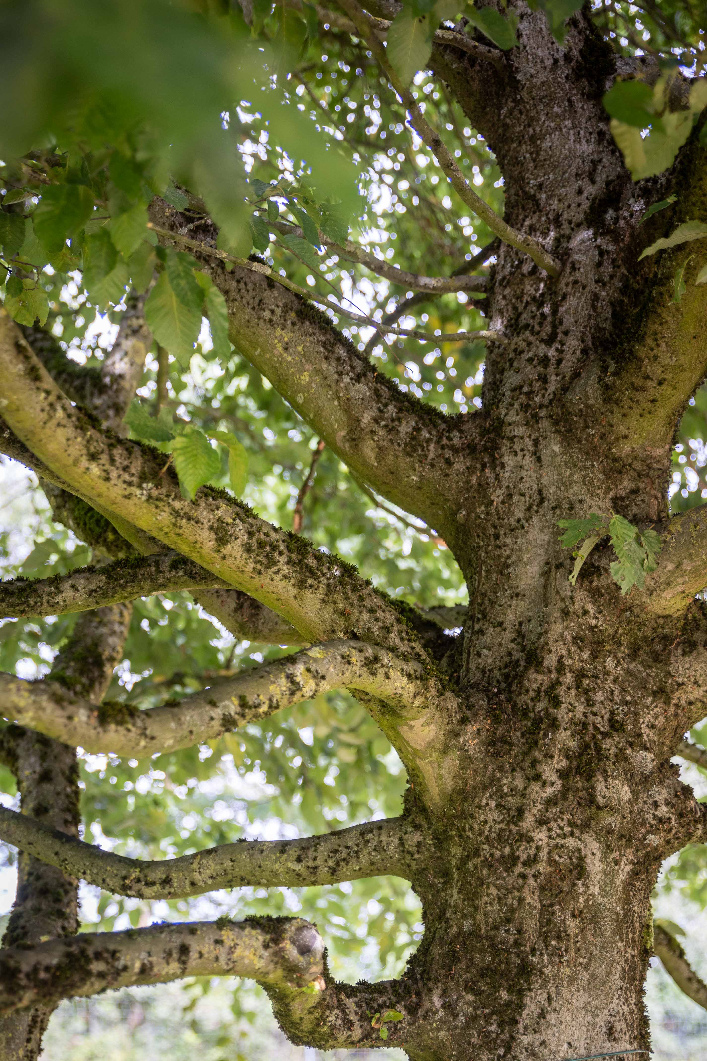Verzweigung der Hainbuche 