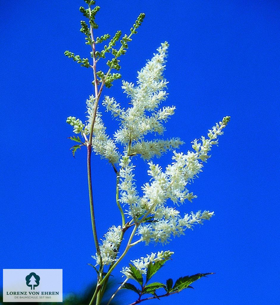 Astilbe arendsii 'Brautschleier'
