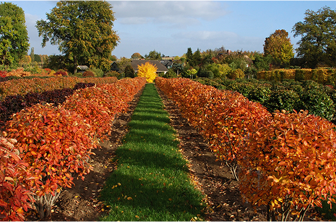 Felsenbirne Kugeln in Herbstfärbung