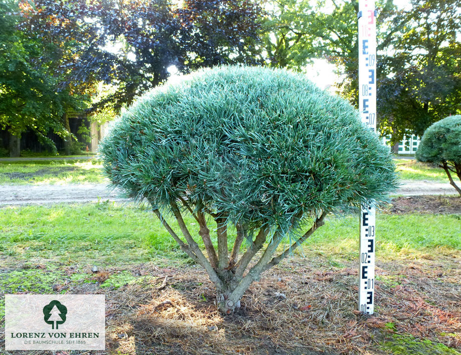 Pinus sylvestris 'Watereri'