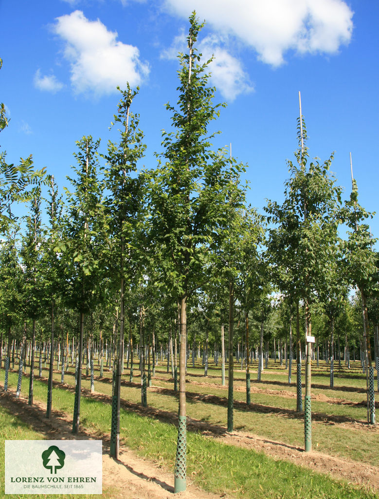 Ostrya carpinifolia