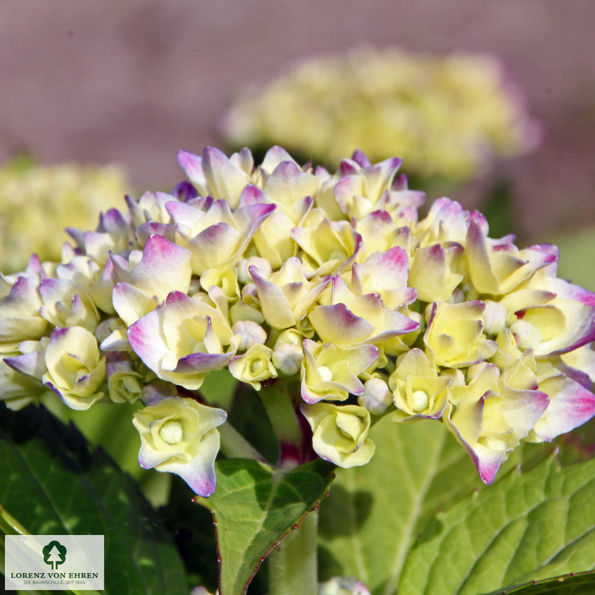 Hydrangea serrata 'Rosalba'