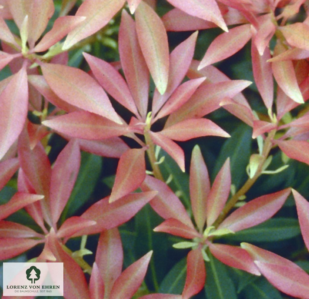 Pieris japonica 'Forest Flame'