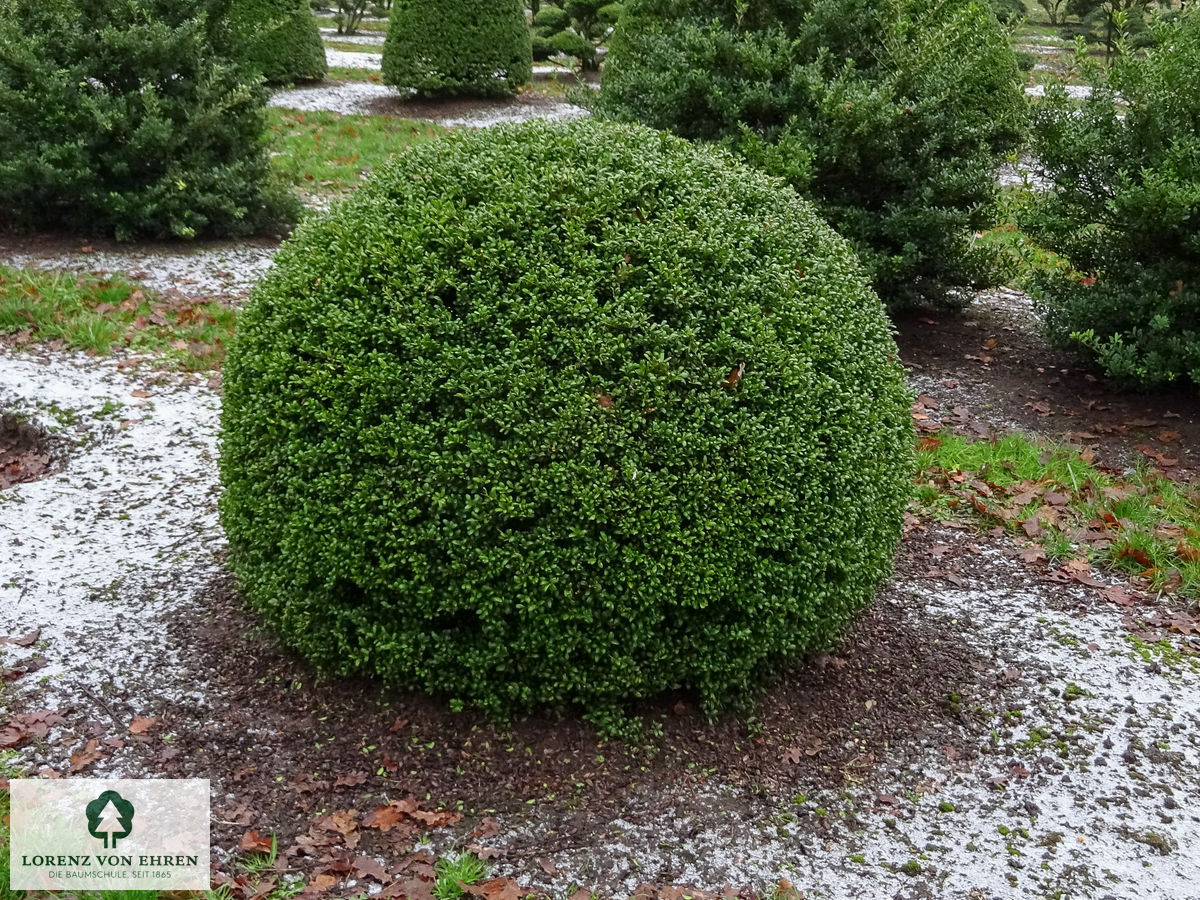 Ilex crenata 'Convexa'