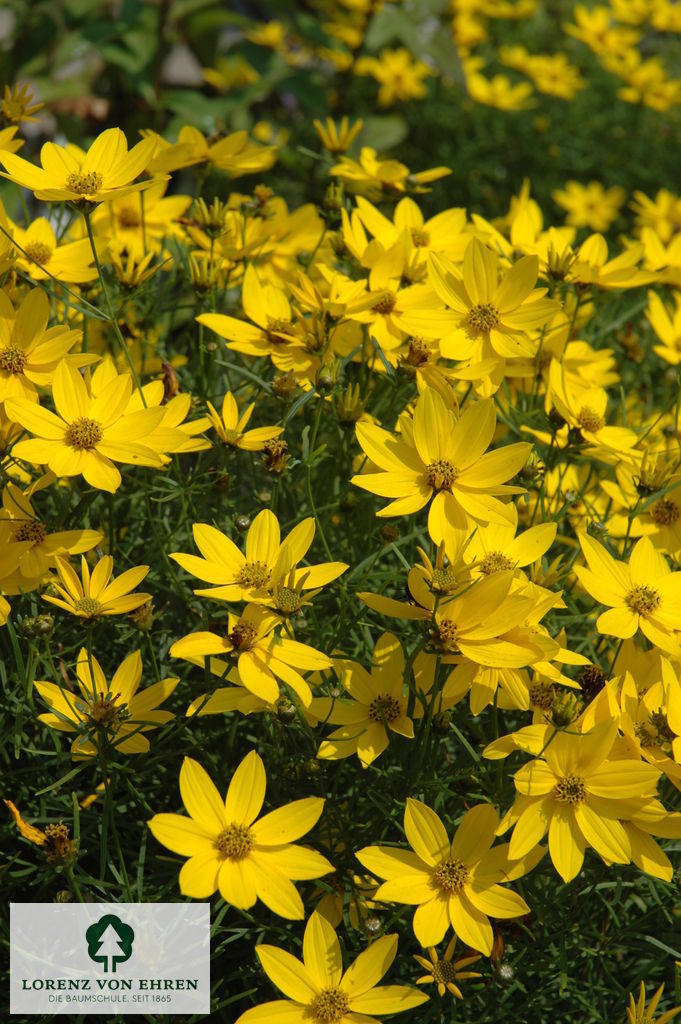 Coreopsis verticillata 'Zagreb'