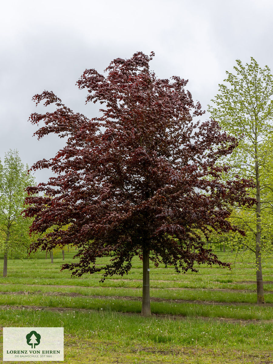 Fagus sylvatica purpurea