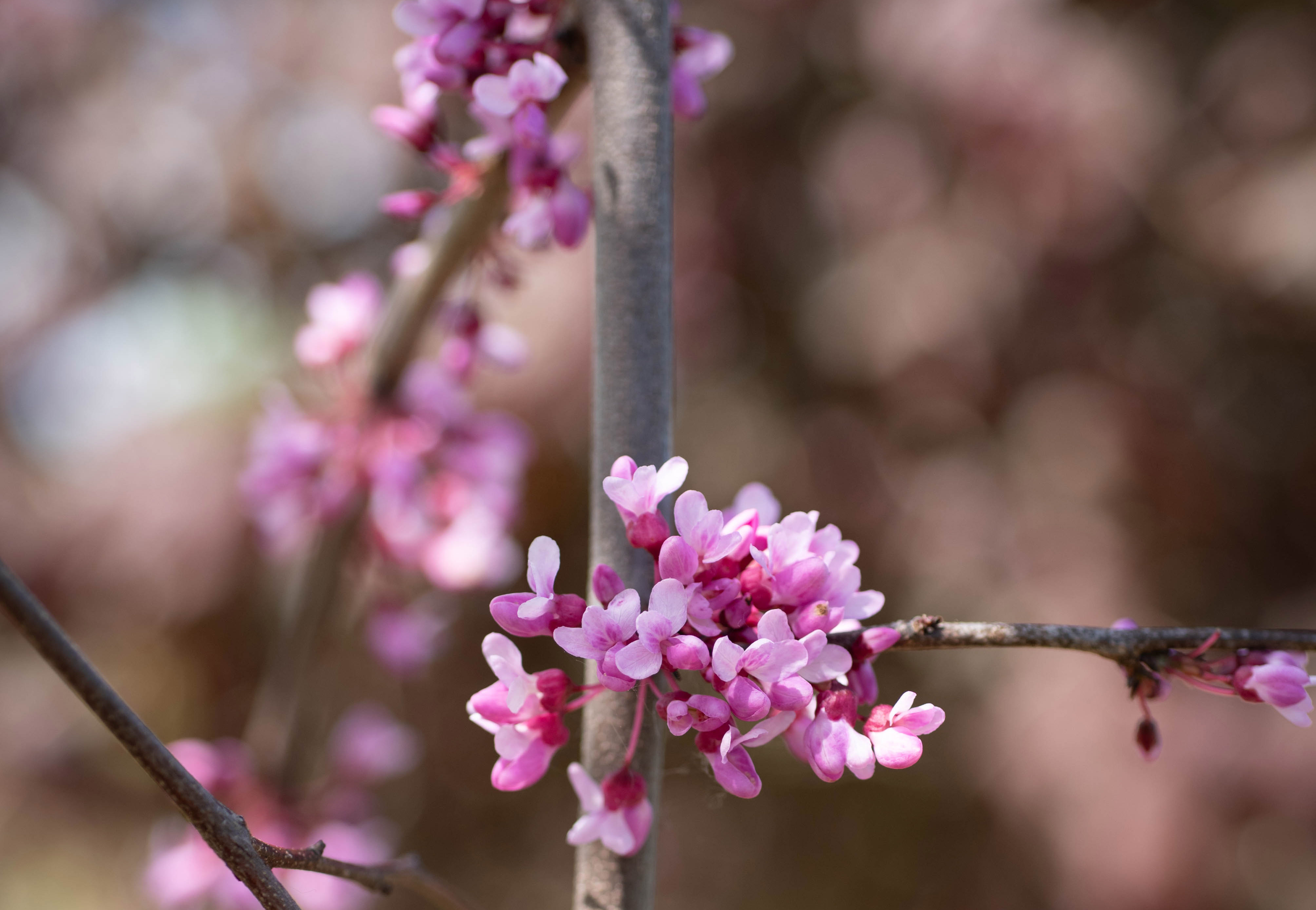 Zarte rosa-lila Blüten