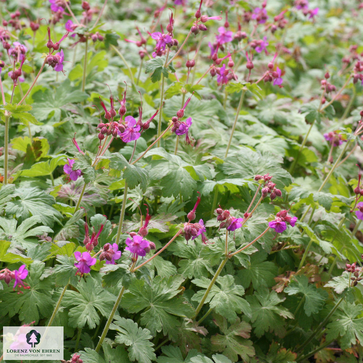 Geranium macrorrhizum 'Czakor'