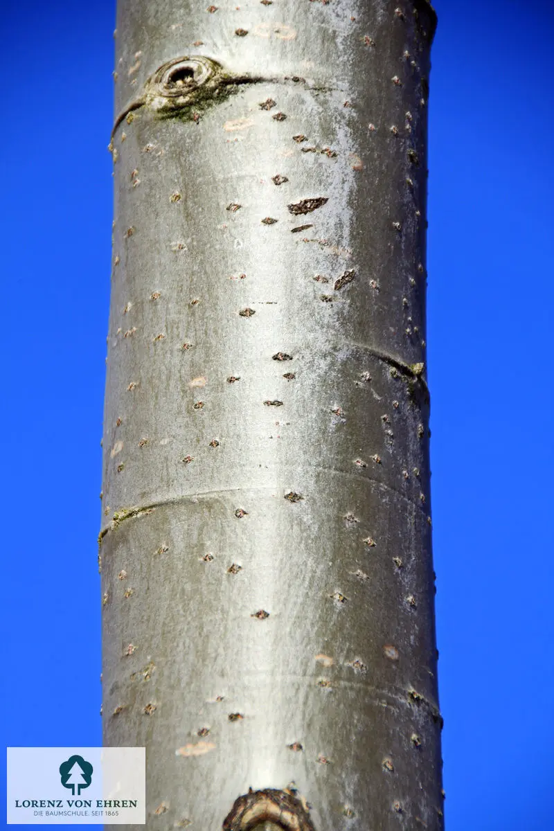 Populus alba 'Nivea'