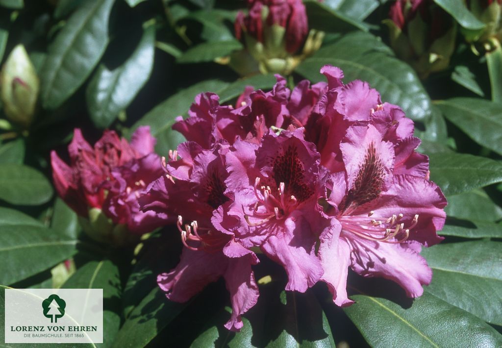 Rhododendron Hybride 'Azurro'