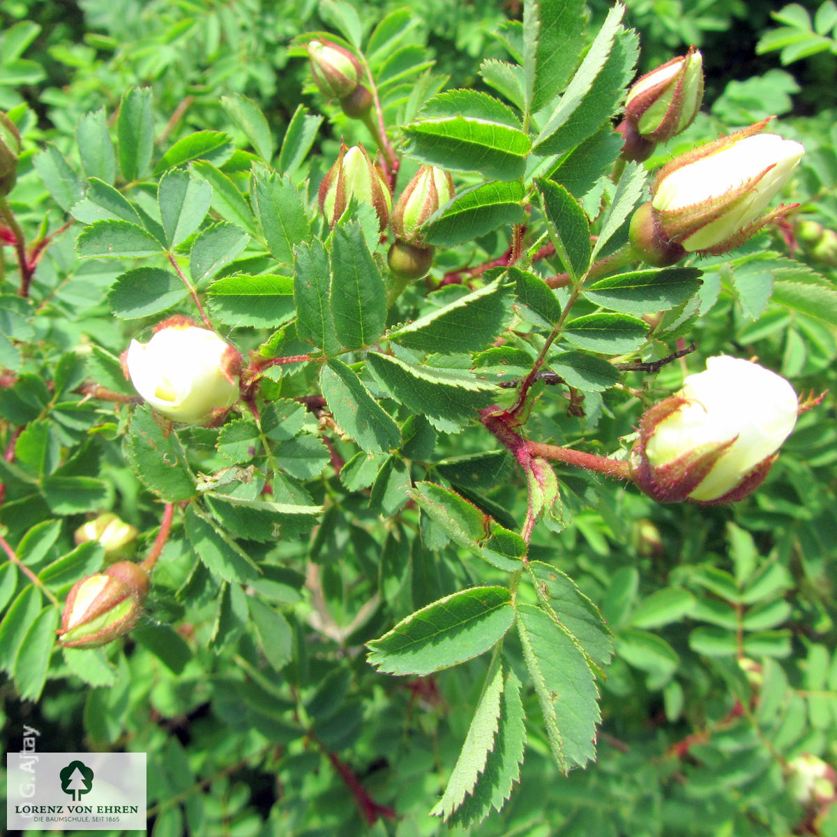 Rosa pimpinellifolia