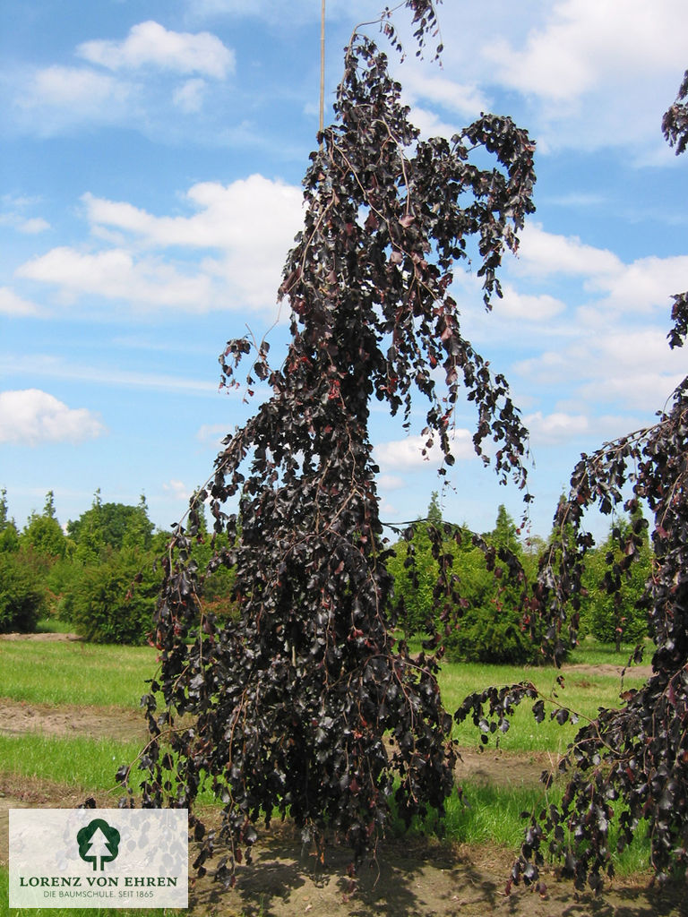 Fagus sylvatica 'Purple Fountain'