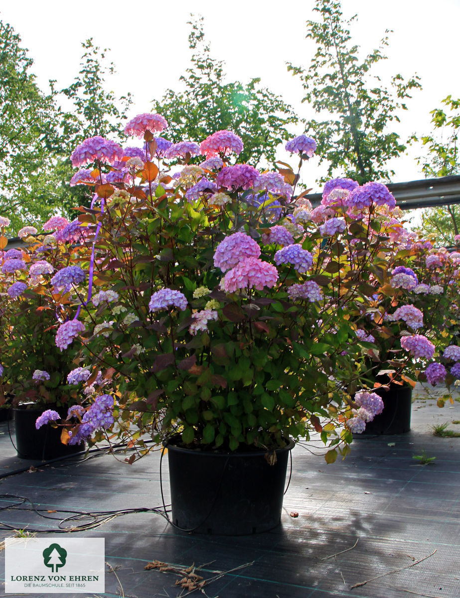 Hydrangea serrata 'Preziosa'