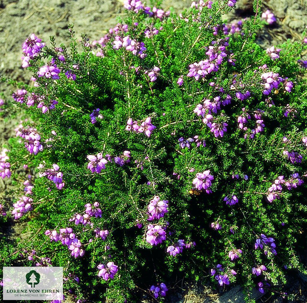 Erica cinerea 'Pink Ice'