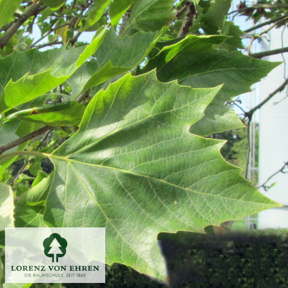 Platanus acerifolia 'Alphen's Globe'