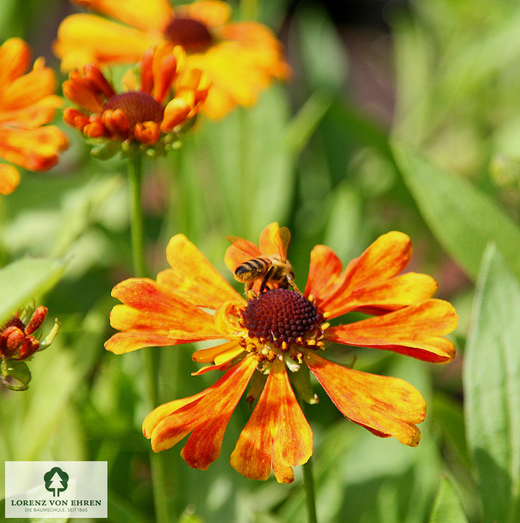 Helenium cultorum 'Waltraut'