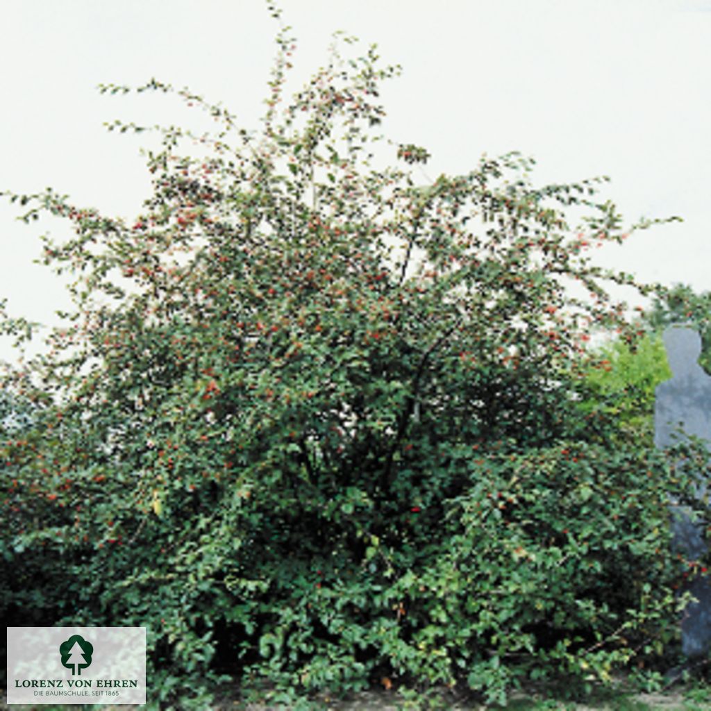 Cotoneaster bullatus