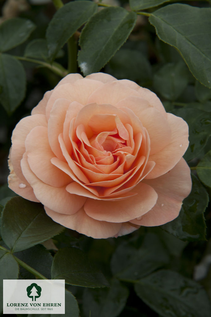 Rosa 'Sangerhäuser Jubiläumsrose'