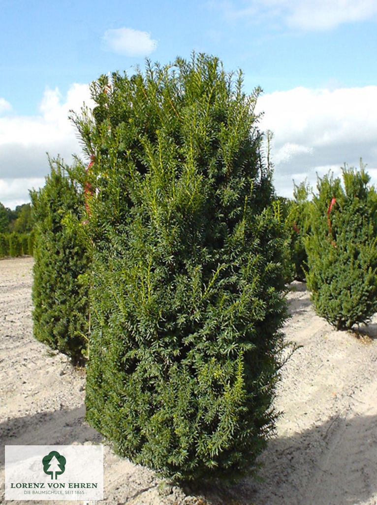 Taxus media 'Hillii'