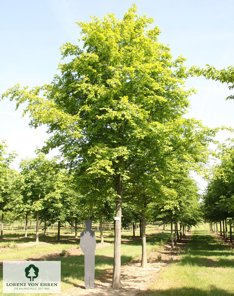 Carpinus  betulus im Sommer ein großer Baum